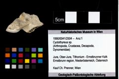 Foto (Objekt + Etikett) von Cyclothyreus sp.  (NHMW-GEO-1990-0041-2504)